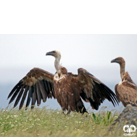 گونه کرکس Eurasian Griffon Vulture